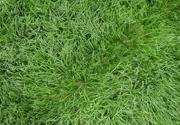 Độ dài cỏ nhân tạo thanh lý sân bóng