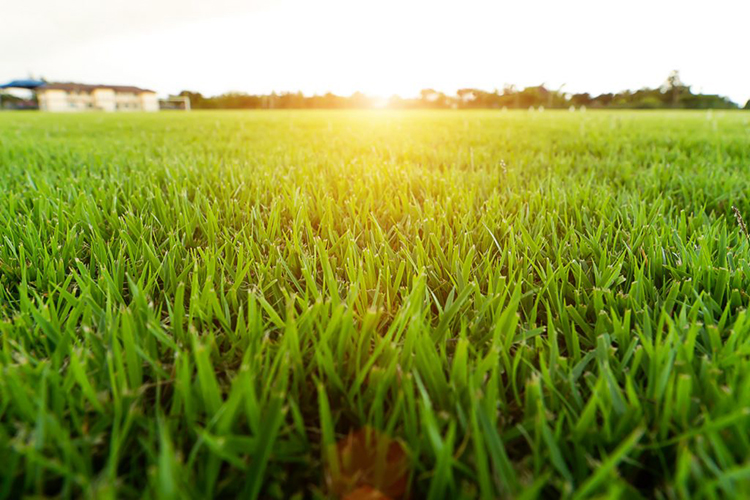 Lựa chọn cỏ nhân tạo có độ bền màu cao